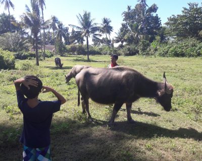 carabao